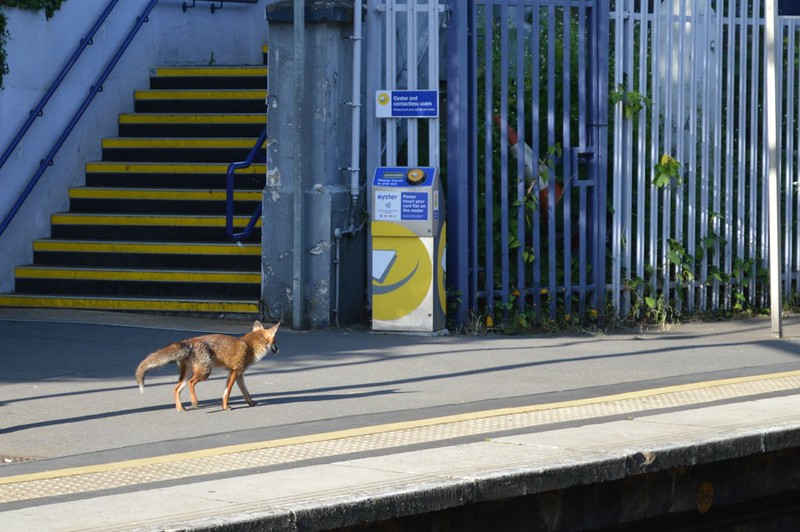 April is the busiest month for foxes.