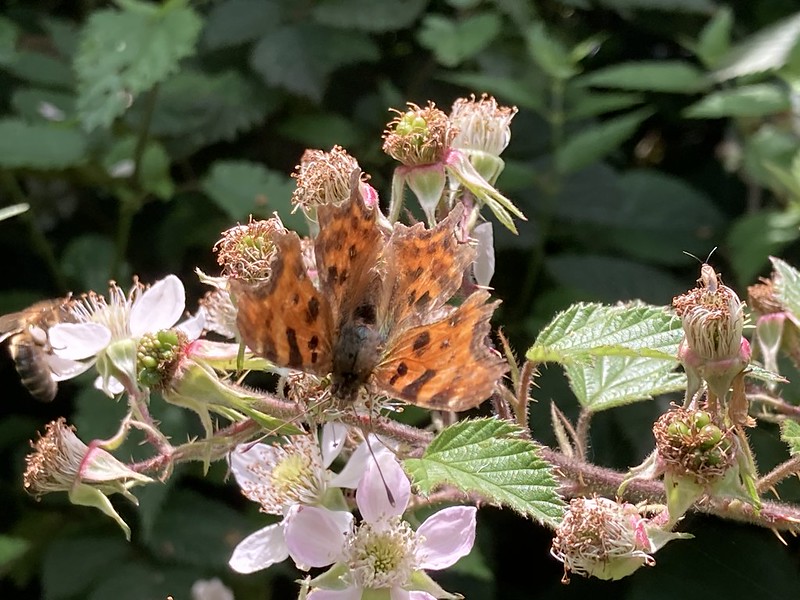 It can be tricky to tell some butterflies apart.