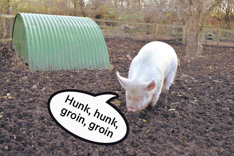 English pigs can be seen saying 'oink' or grunting.