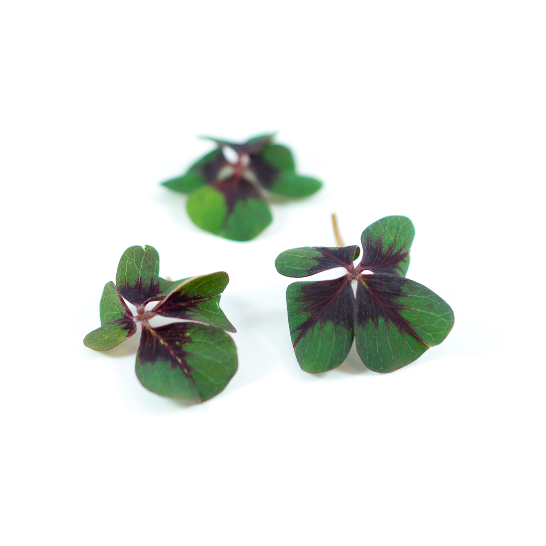 Tangy sour triangular shamrock-shaped leaves