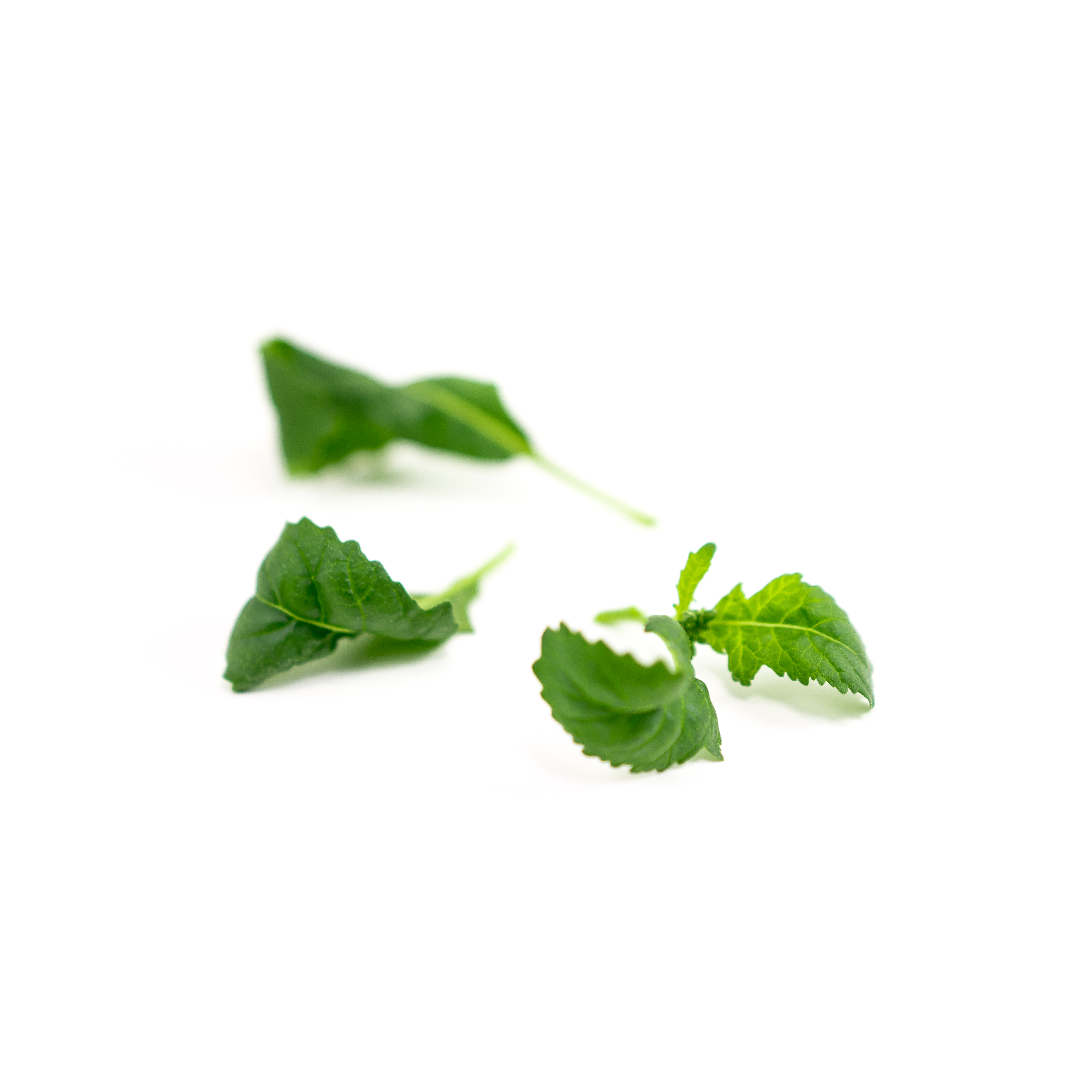 Arugula (Wasabi)