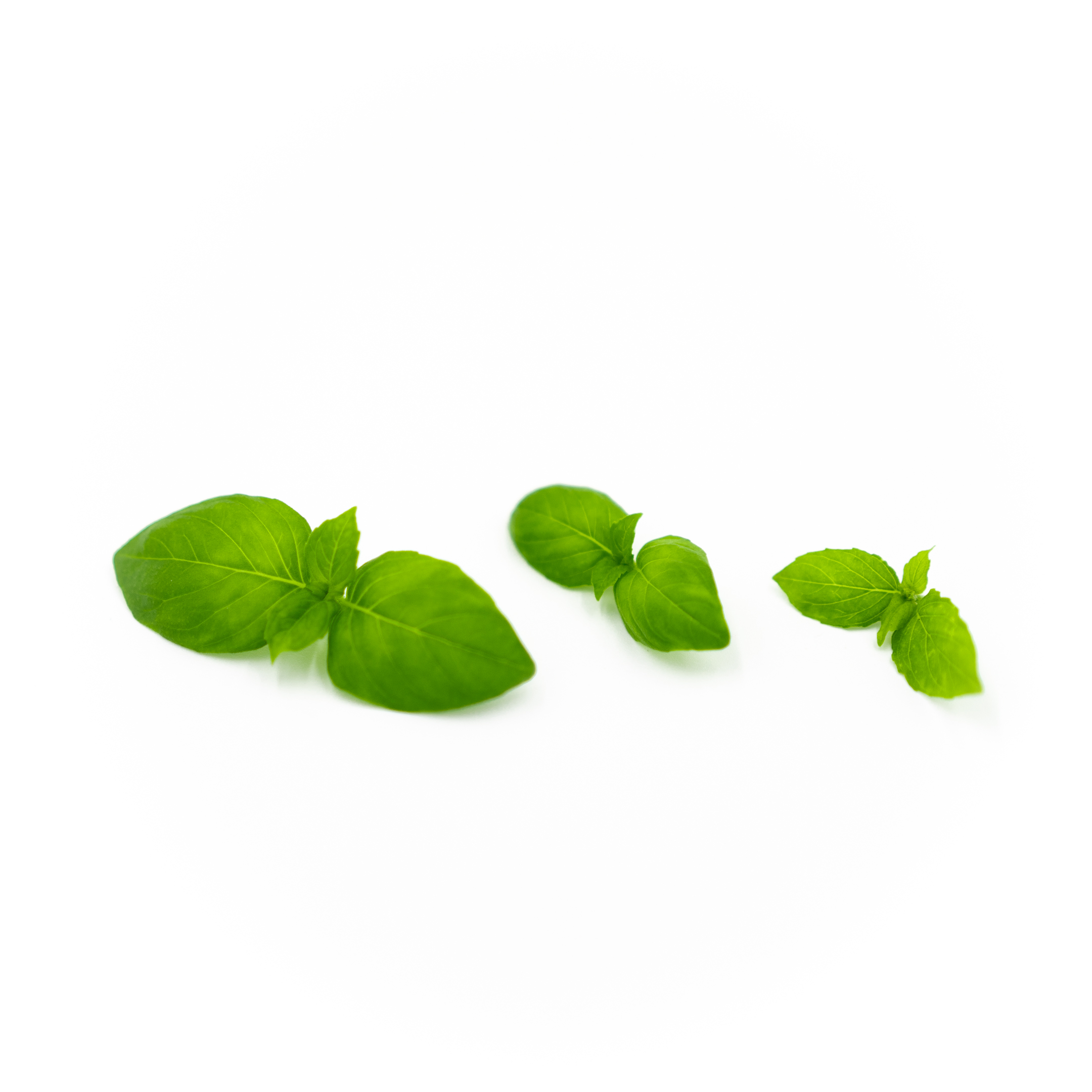 Basil (Lemon)