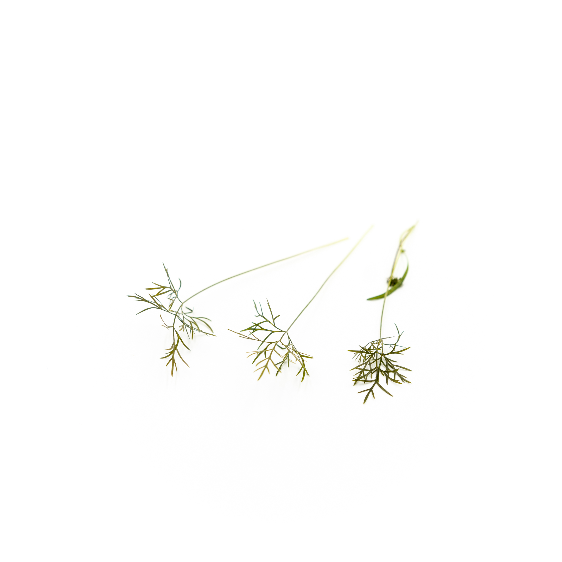 Micro Bronze Fennel