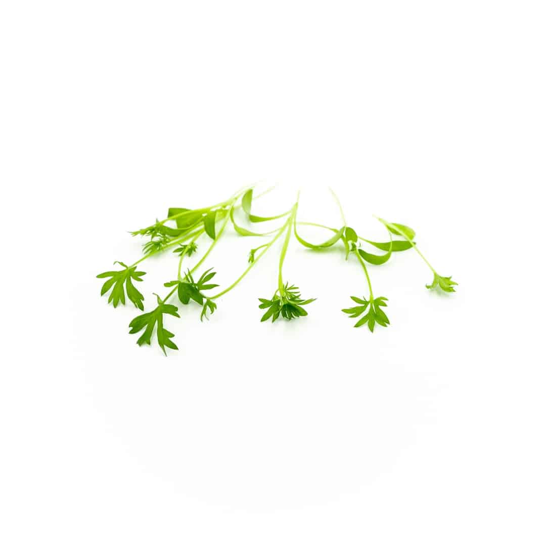 Micro Confetti Cilantro