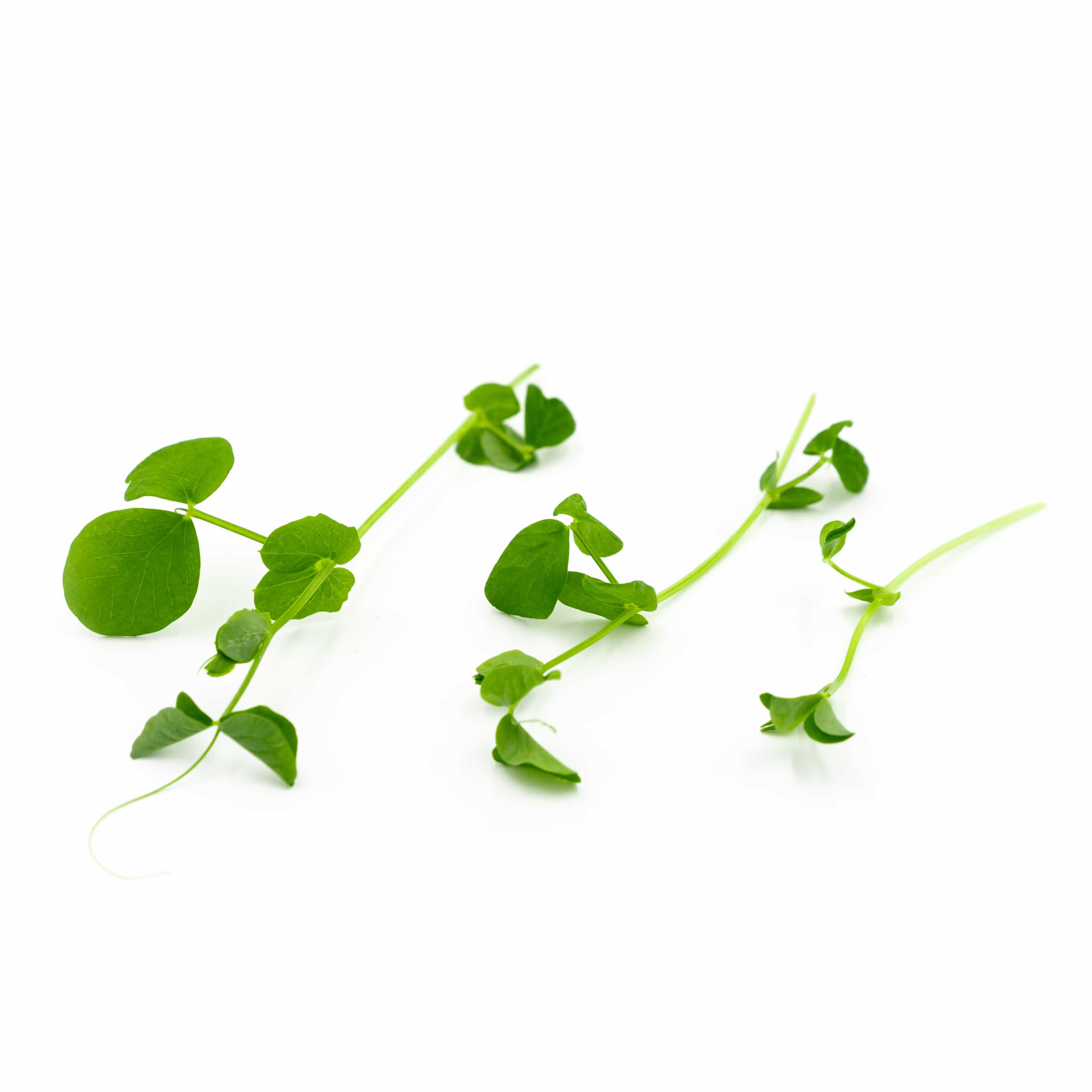 field-pea-shoots