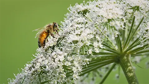 abeja sobre una flor