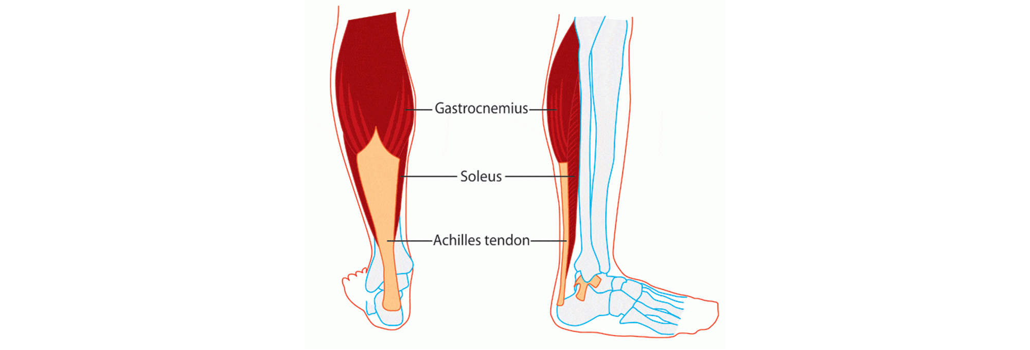 Blog Soleus Pushups the Biggest Ever Breakthrough for Human Fitness?