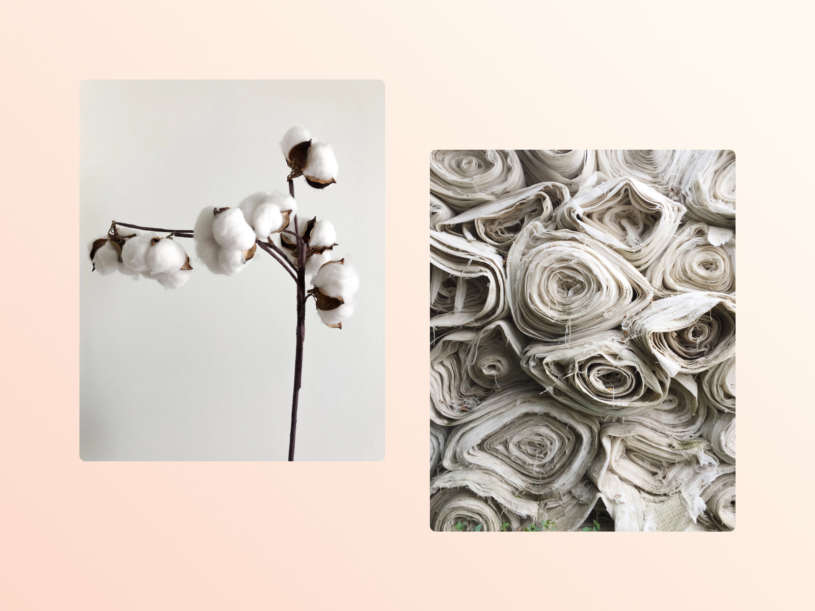 Everything You Need To Know About Organic Cotton In 2024 · Good Garms