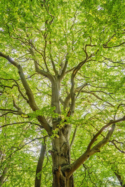 Low contrast image of a tree.