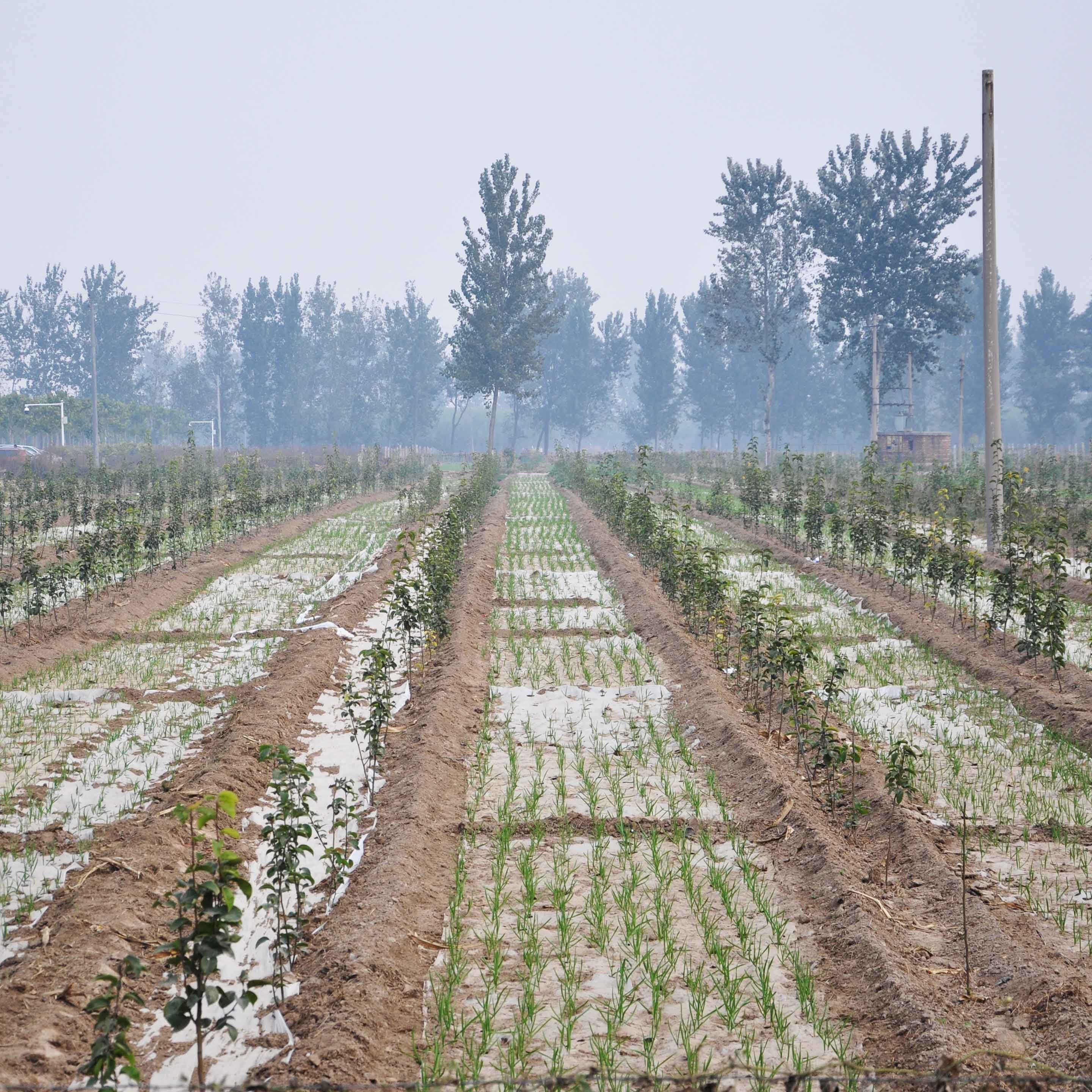 Overpumping Example Rehabilitation and Management Strategies of Overpumped Aquifers in a ...