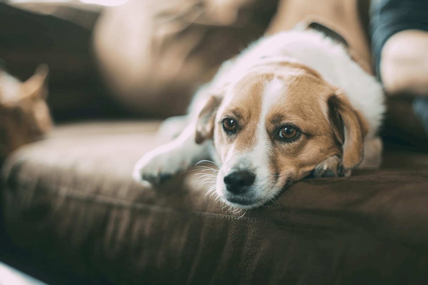 Pets in rental property might be a liability