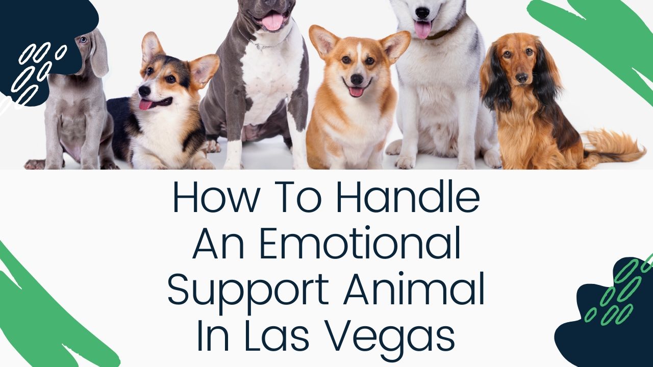 How To Handle An Emotional Support Animal In Las Vegas Mynd Management