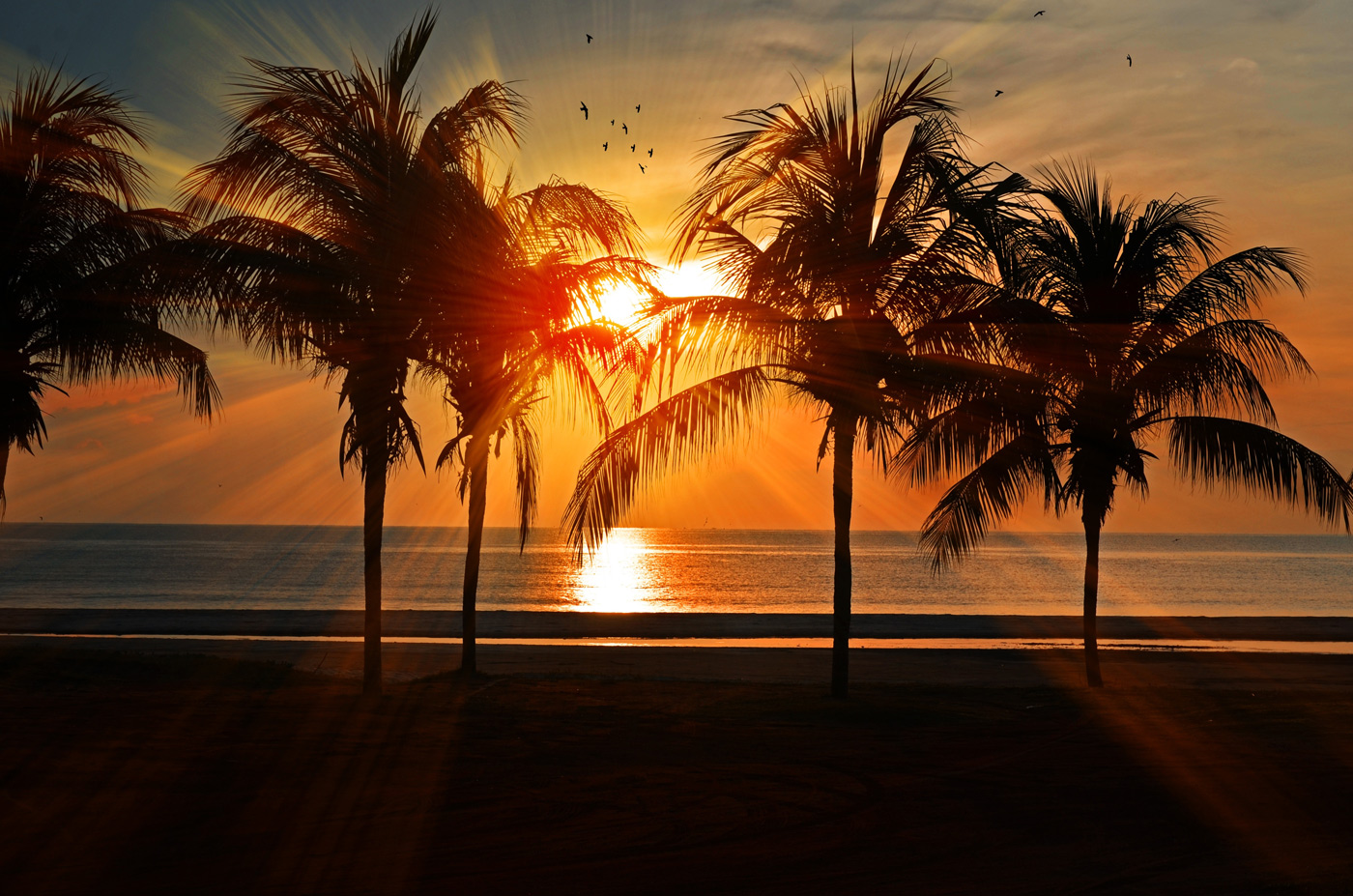 Palmetto property management
