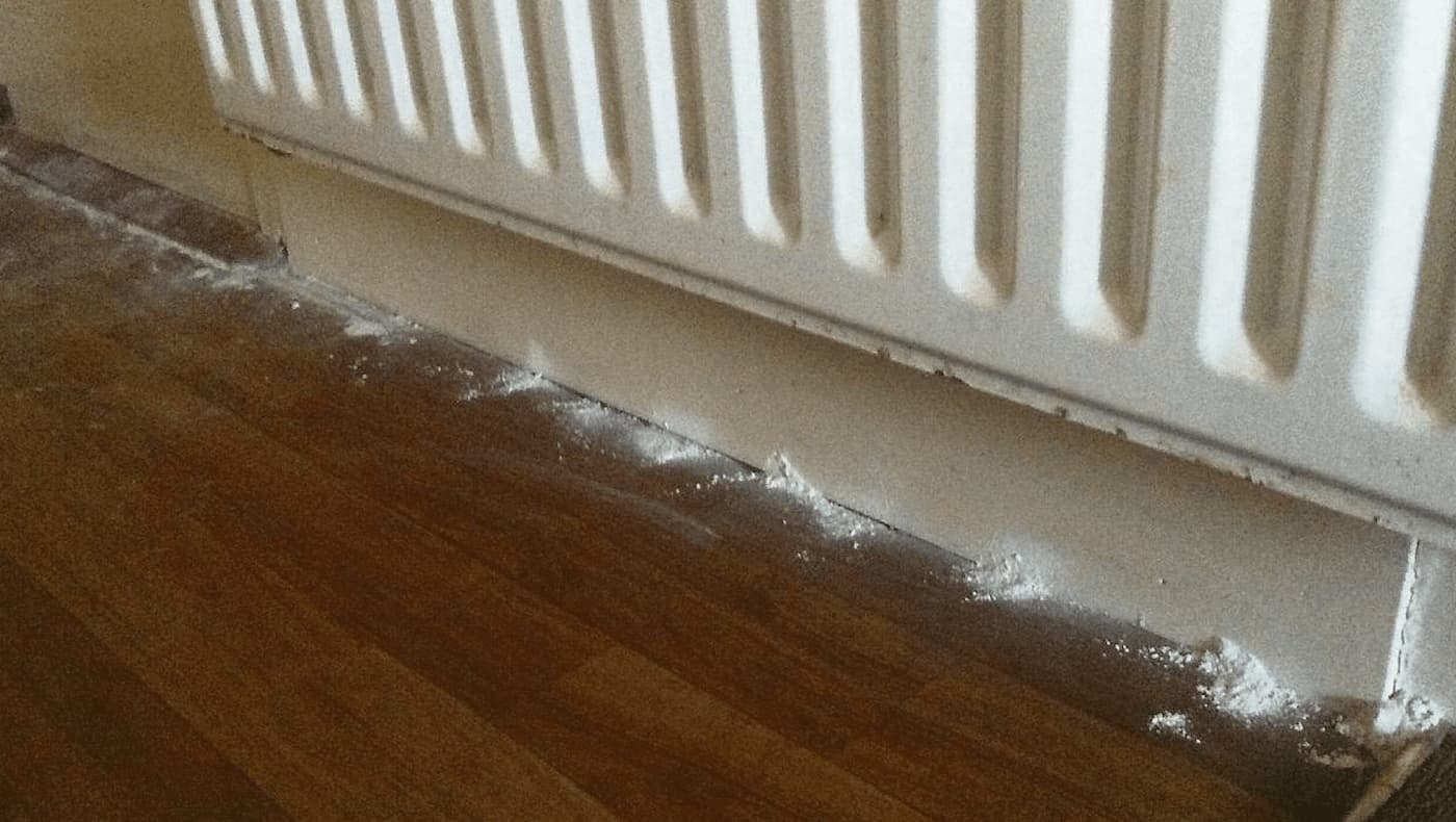 How to Deal with an Insect Infestation in your Rental Property