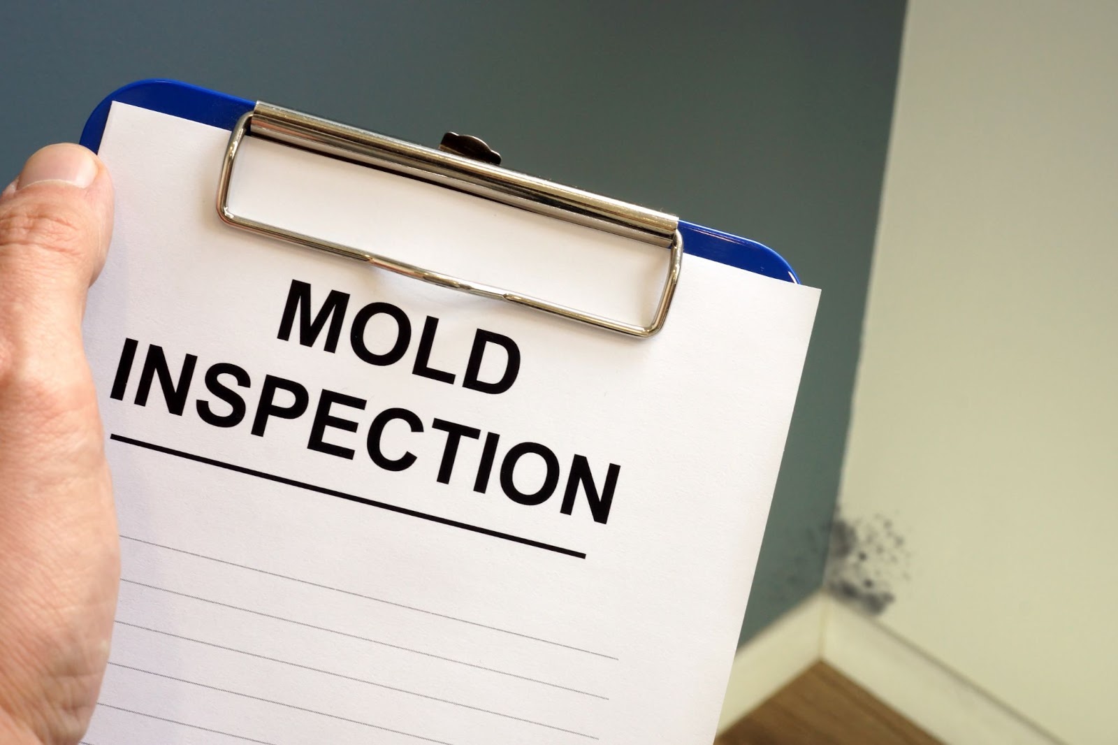 Where to Find mold in your Rental Property
