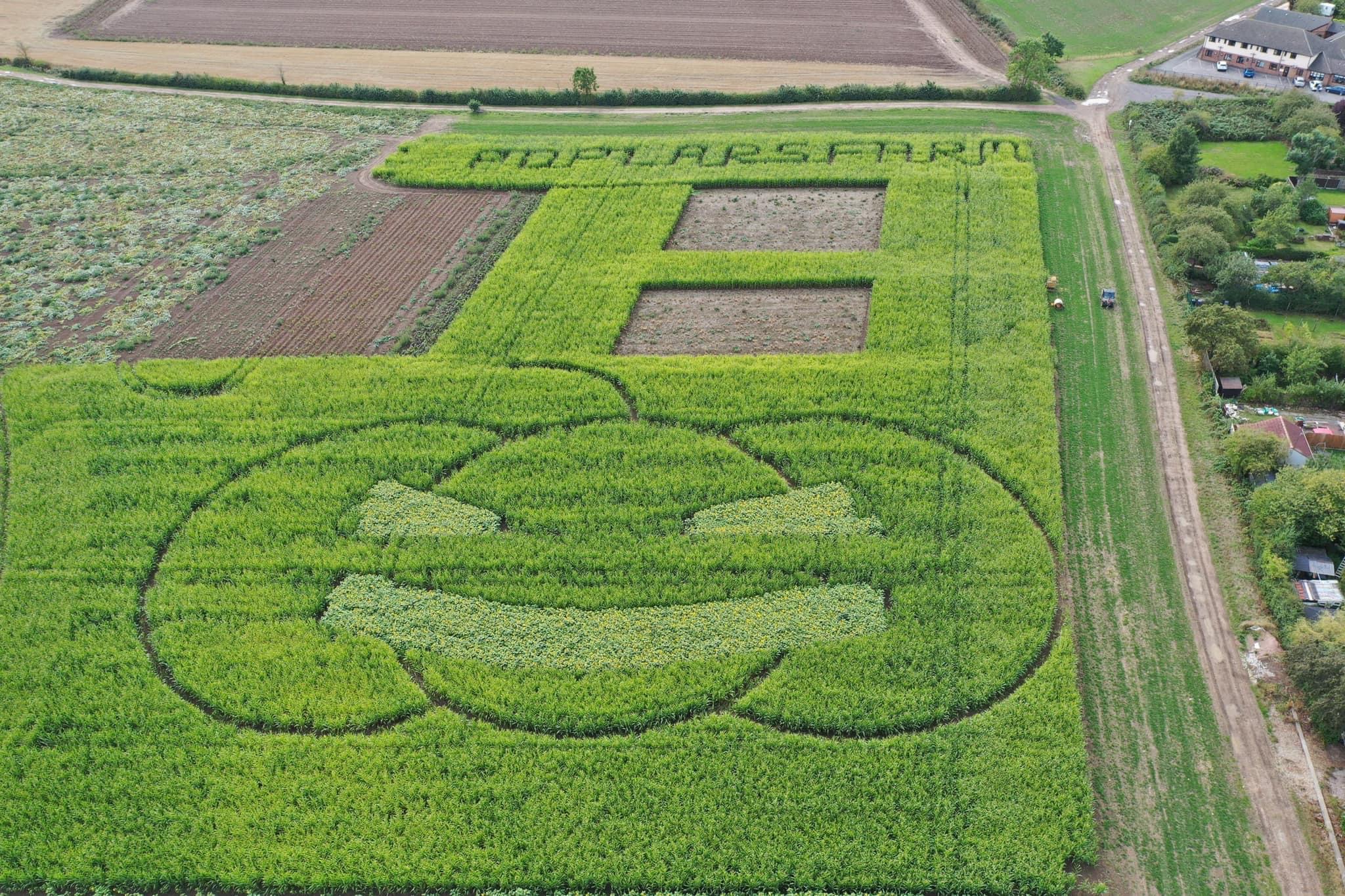 Poplars Farm Pumpkin Picking