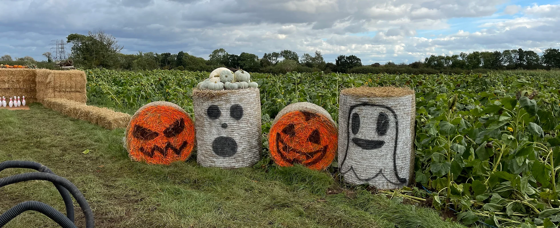 Poplars Farm Pumpkin Picking