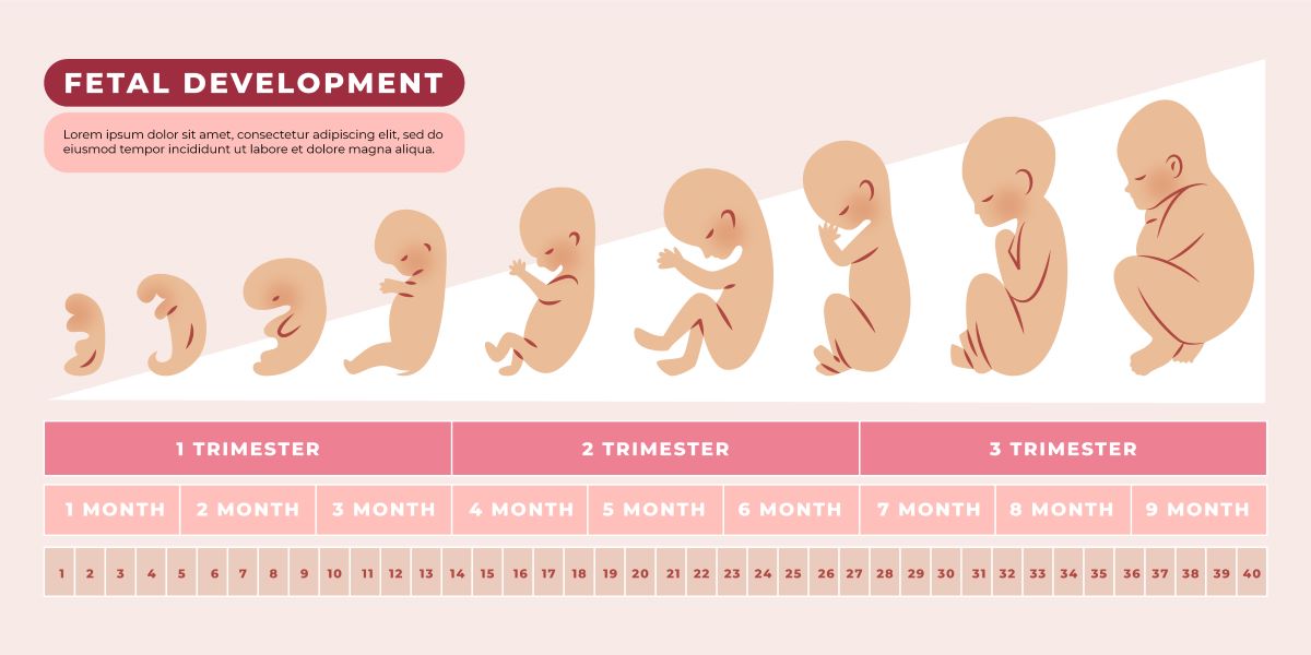 What Are The Stages Of The Maternity Cycle?