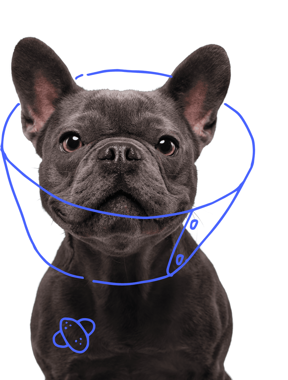 Petplan Pet Insurance