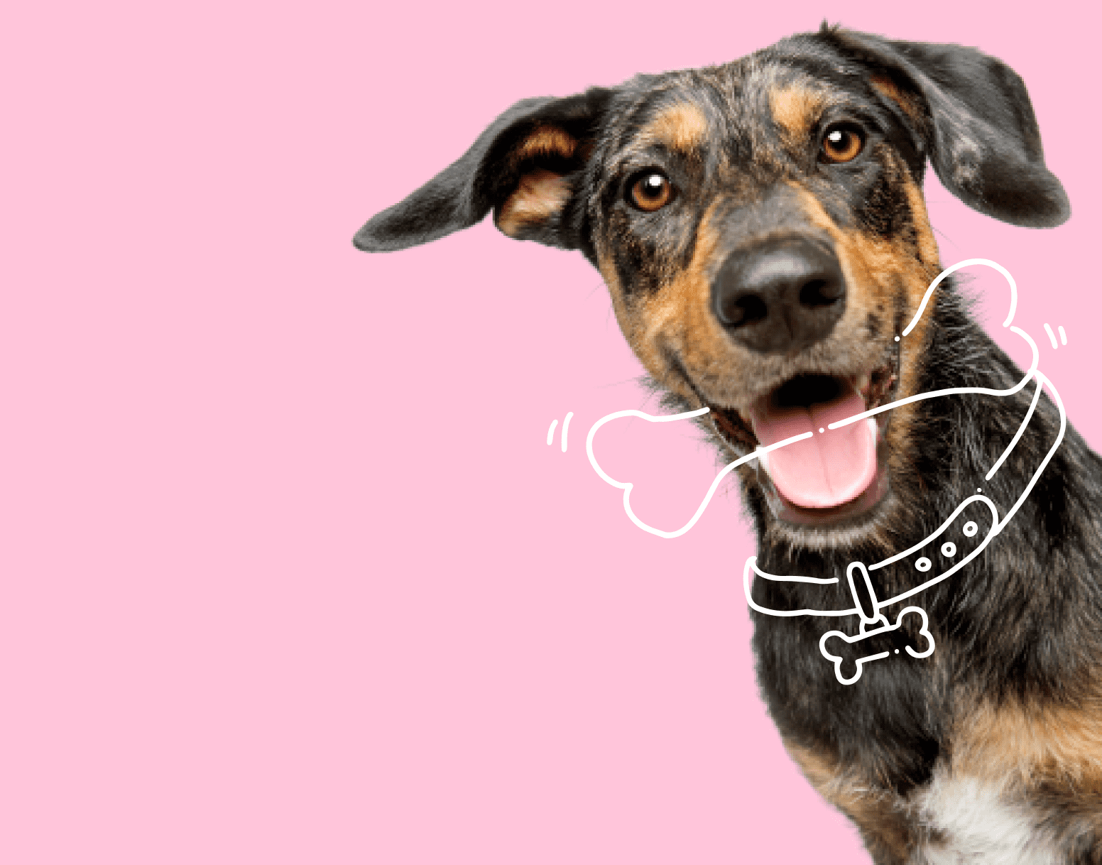 Dog Medical Insurance Canada Best Pet Insurance For