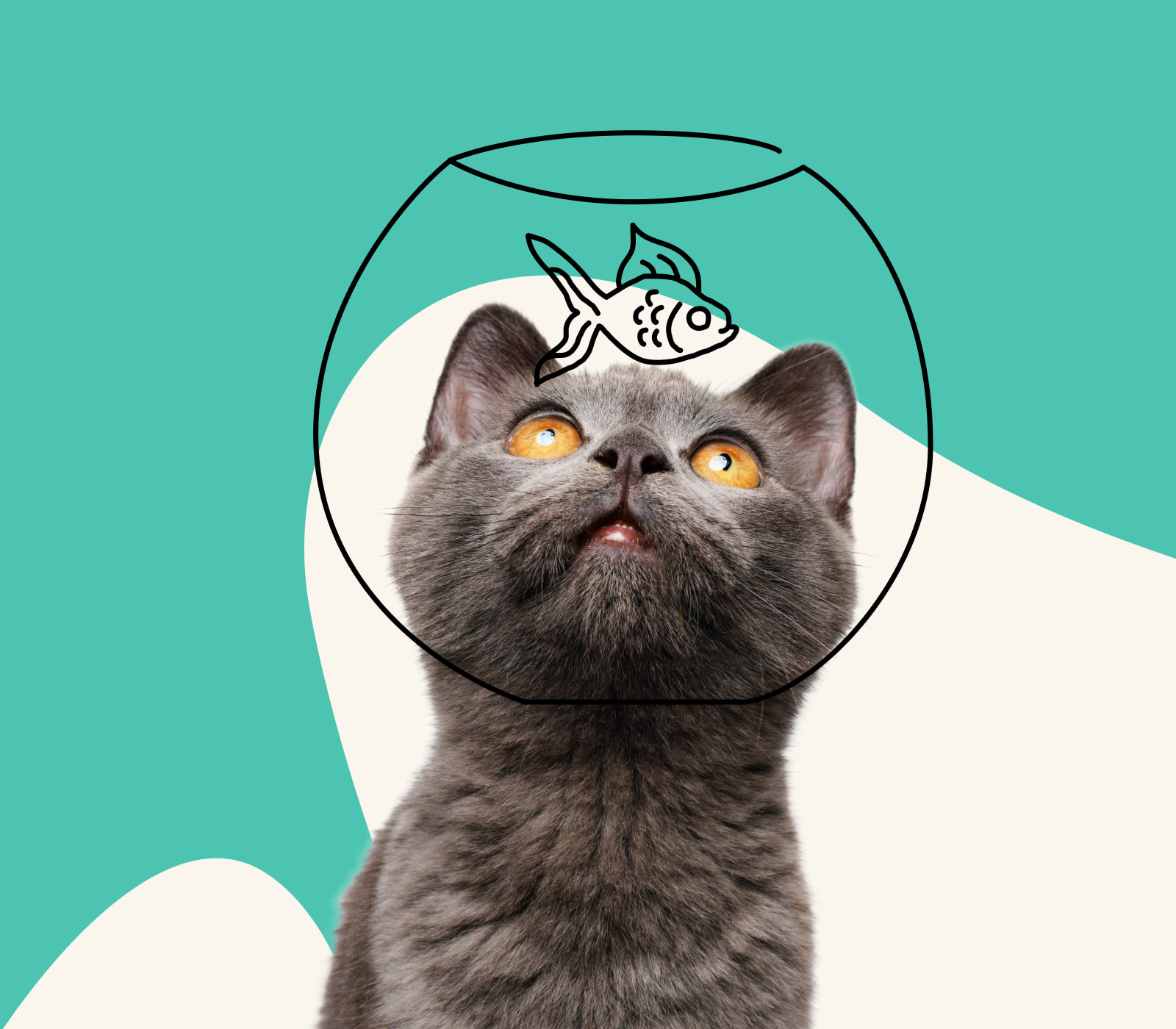 Pet Insurance by Petplan Coverage for Dogs & Cats