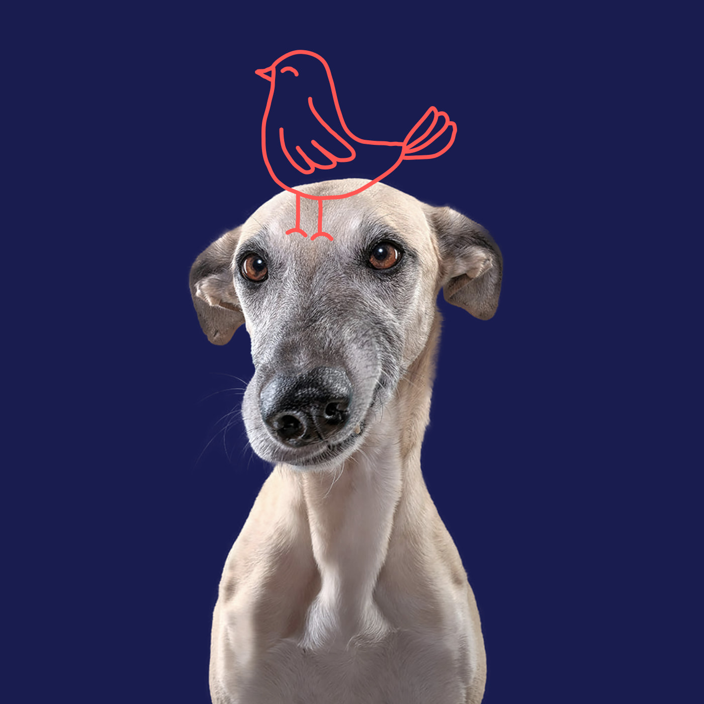 A greyhound that is angry because a bird is sitting on his head