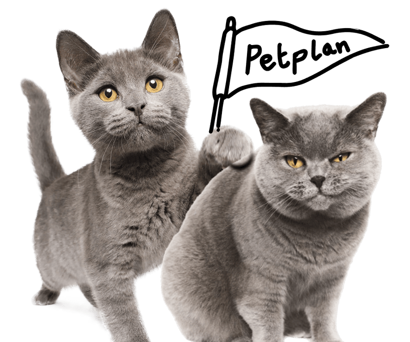 Pet Insurance For Cats & Kittens Petplan