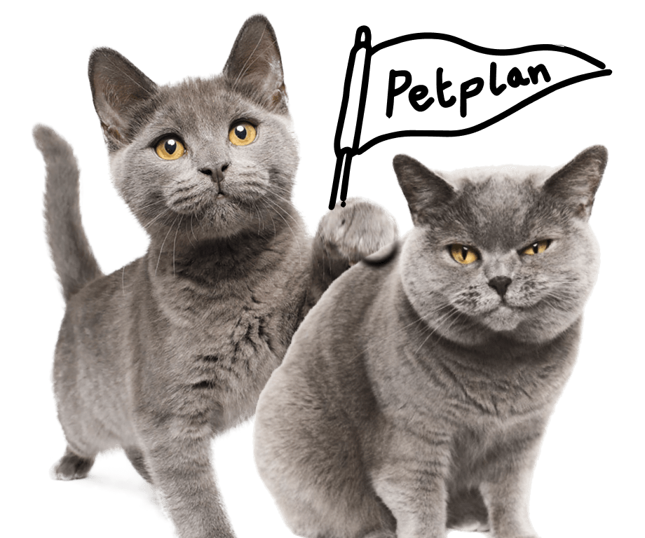 Pet Insurance For Cats & Kittens Petplan