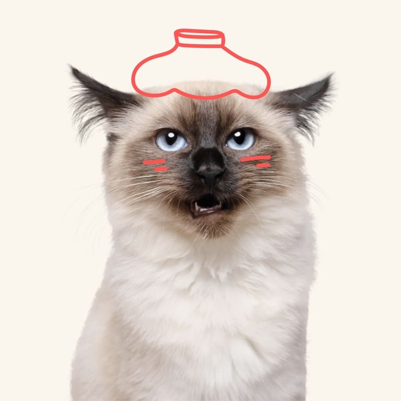 Pet Insurance For Cats & Kittens Petplan