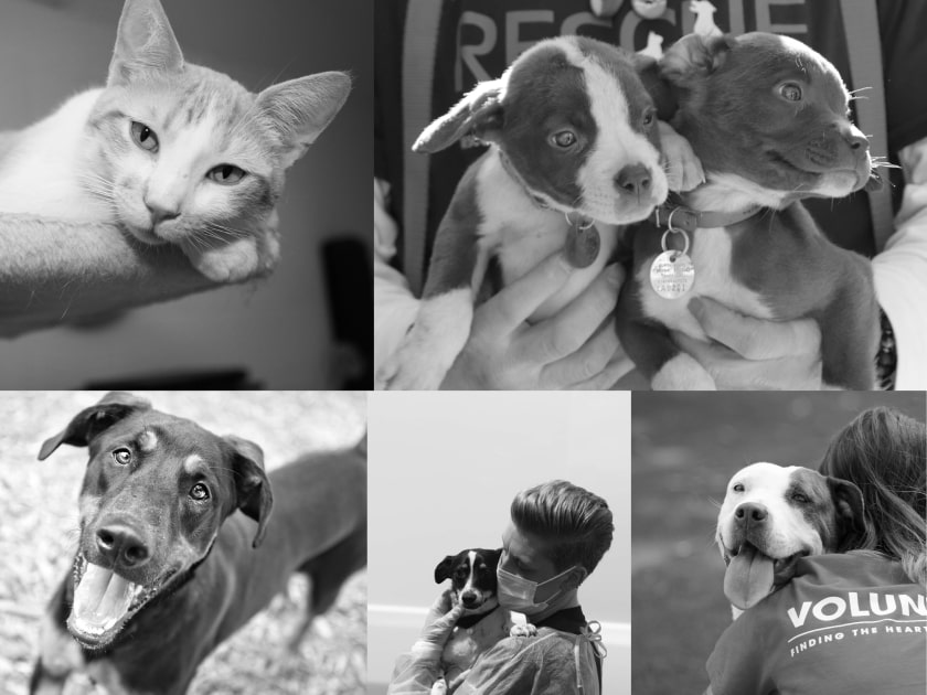 Pet Insurance by Petplan Coverage for Dogs & Cats