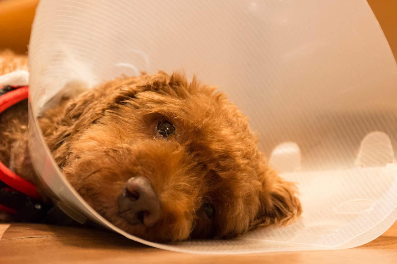 Caring for your dog’s incision after surgery