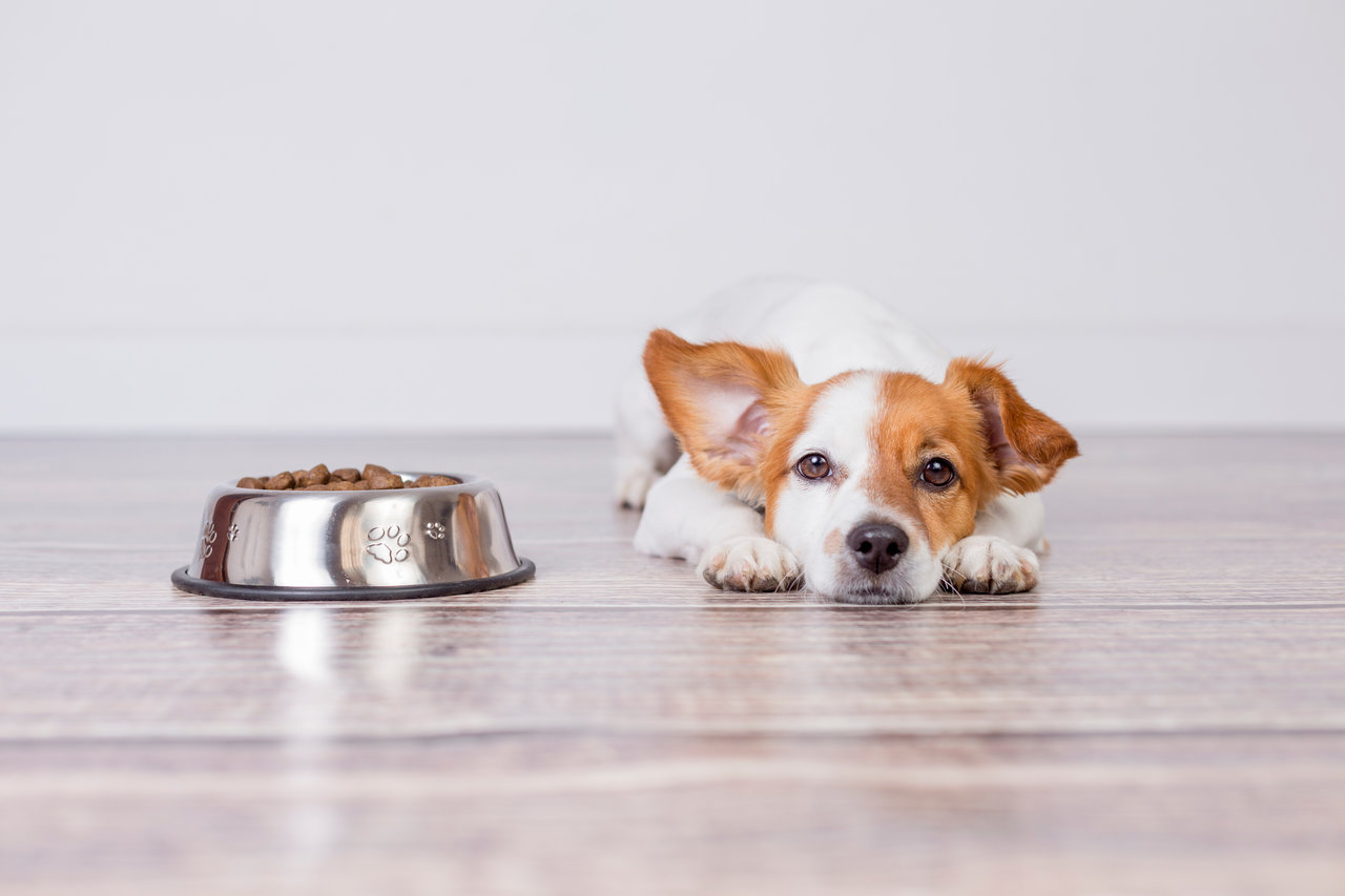 How to boost your dog's appetite