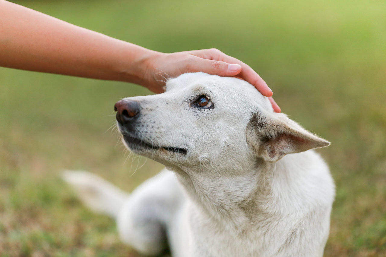 Does pet insurance cover cataract surgery?