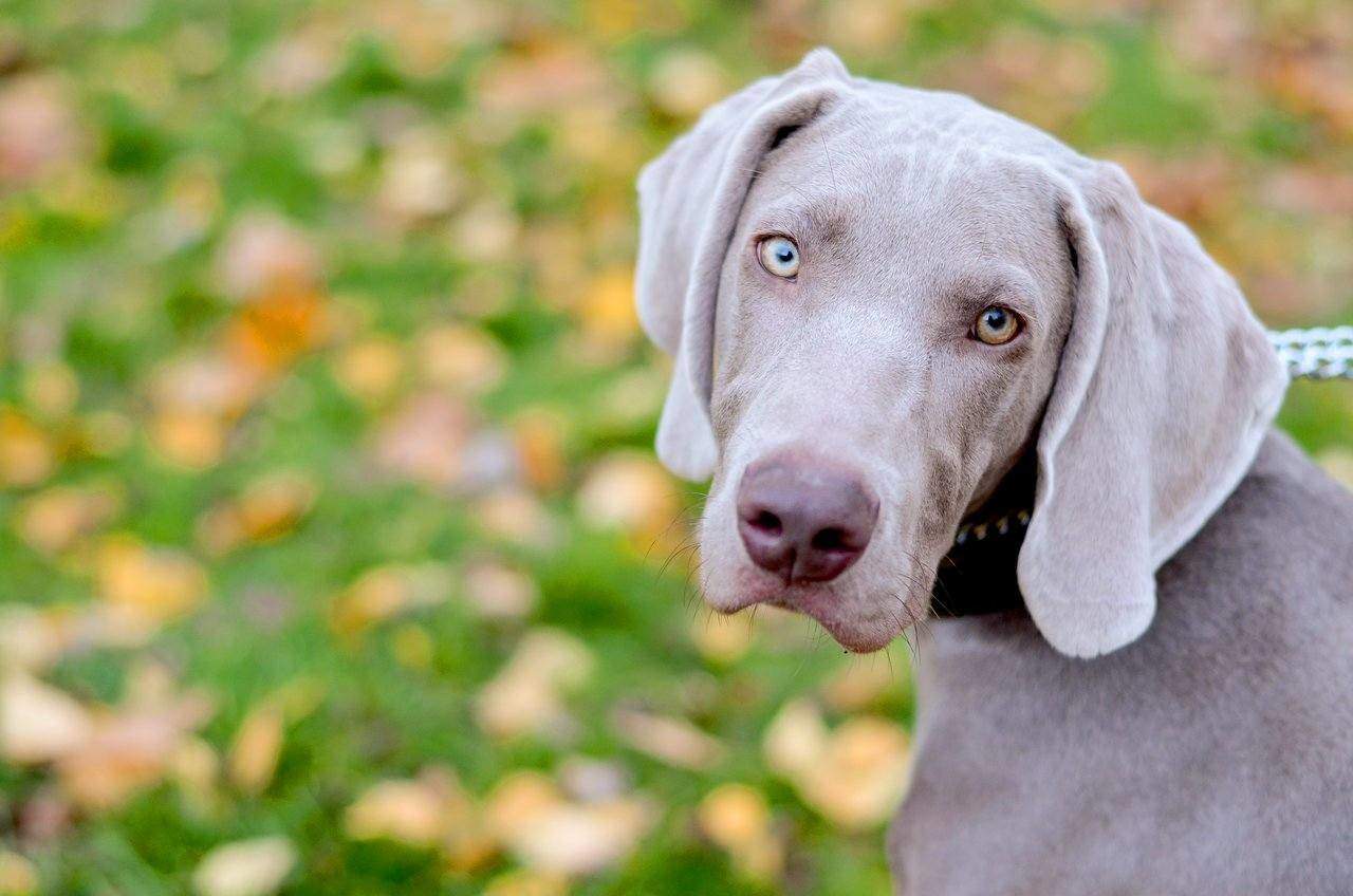 Immunodeficiency disease in Weimaraners
