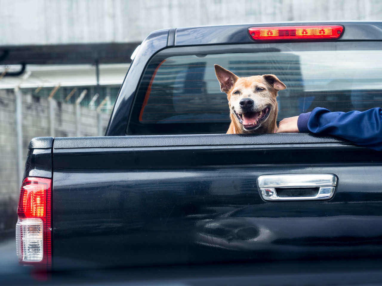 The danger of dogs riding in the back of pickup trucks