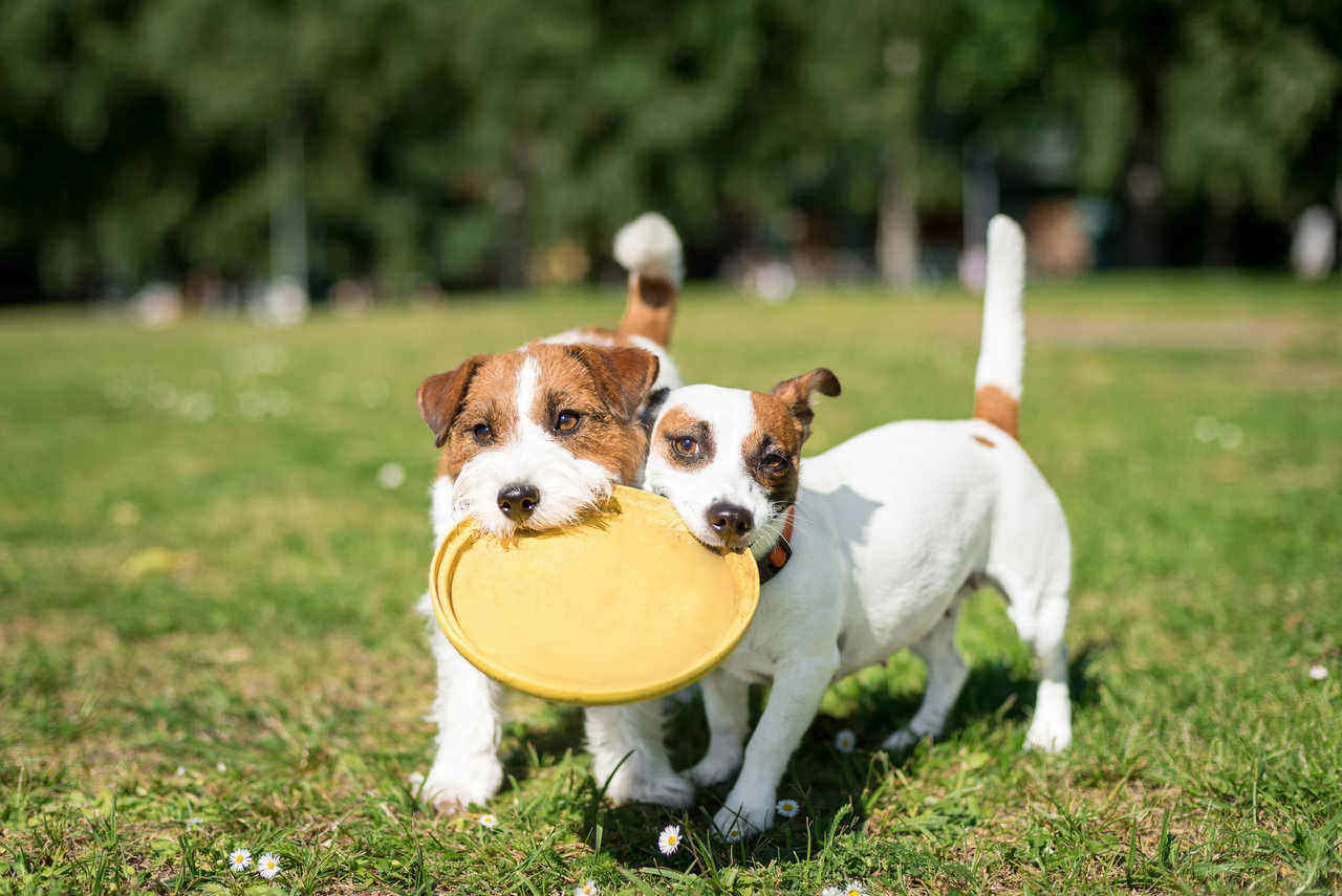 Do dogs have friends?