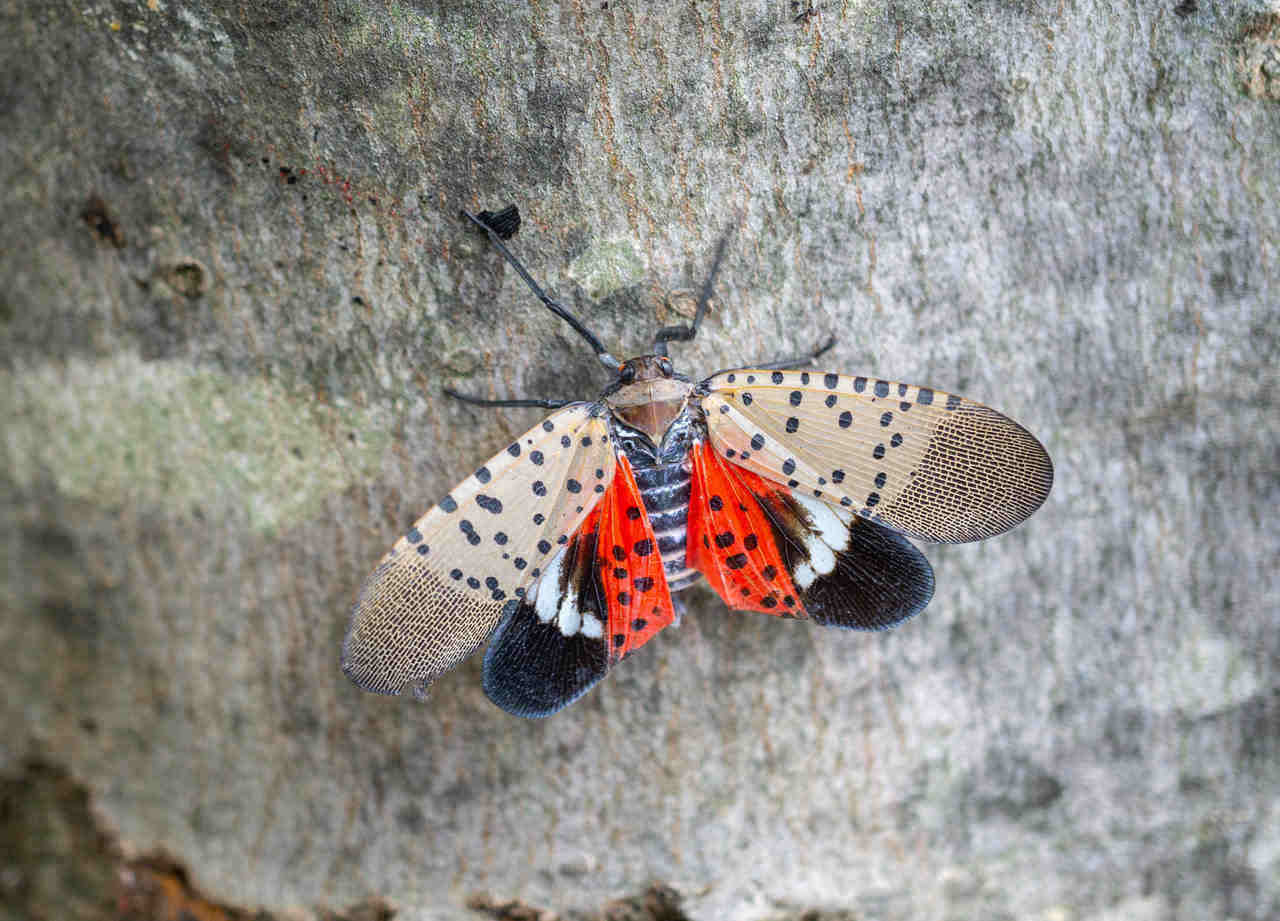 Is the spotted lanternfly harmful to pets?