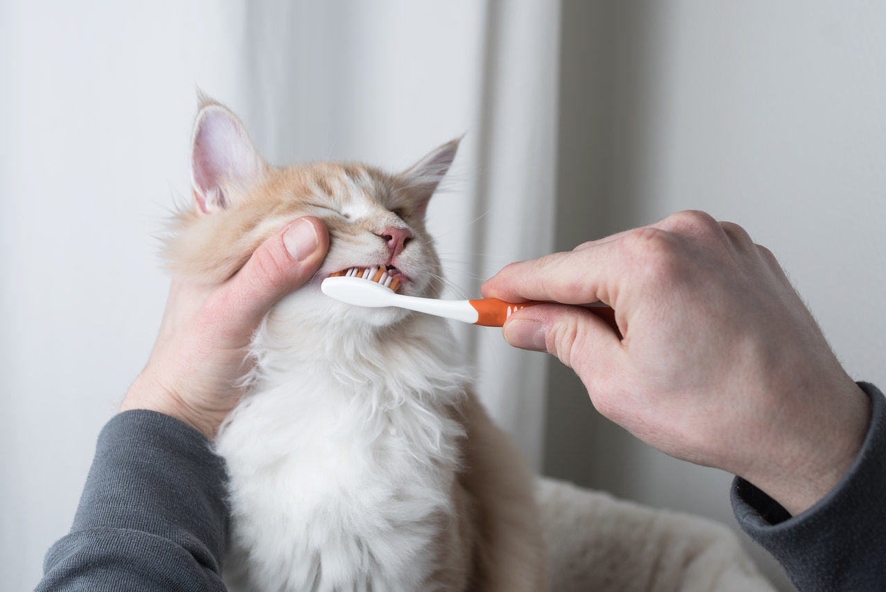 maine coon cat getting teeth brushed by owner