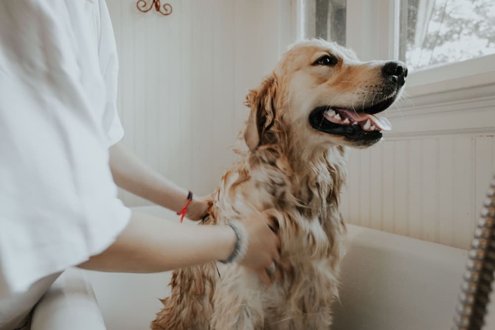 Pet grooming at home everything you need to know