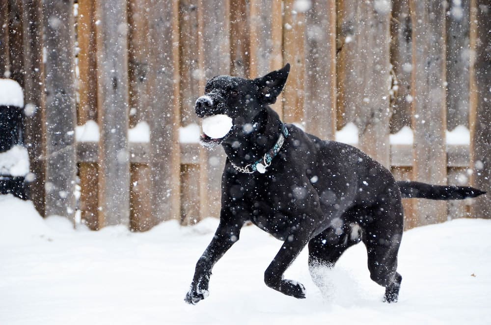 How cold is too cold for your dog?