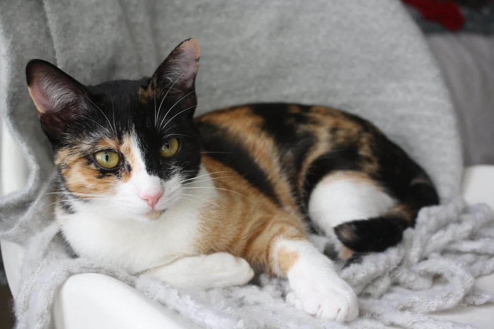 The curious case of a male calico cat