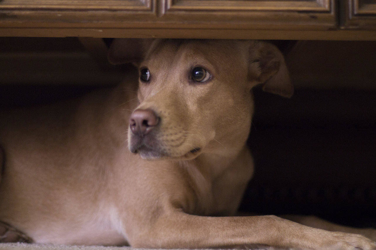 dog hiding under table from thunder