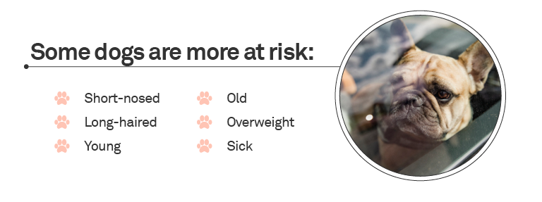 at risk dog inforgraphic