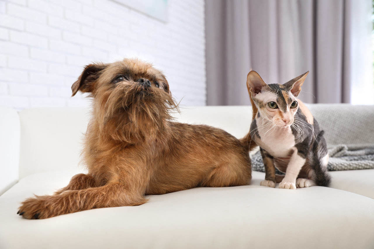 dog and cat laying on couch