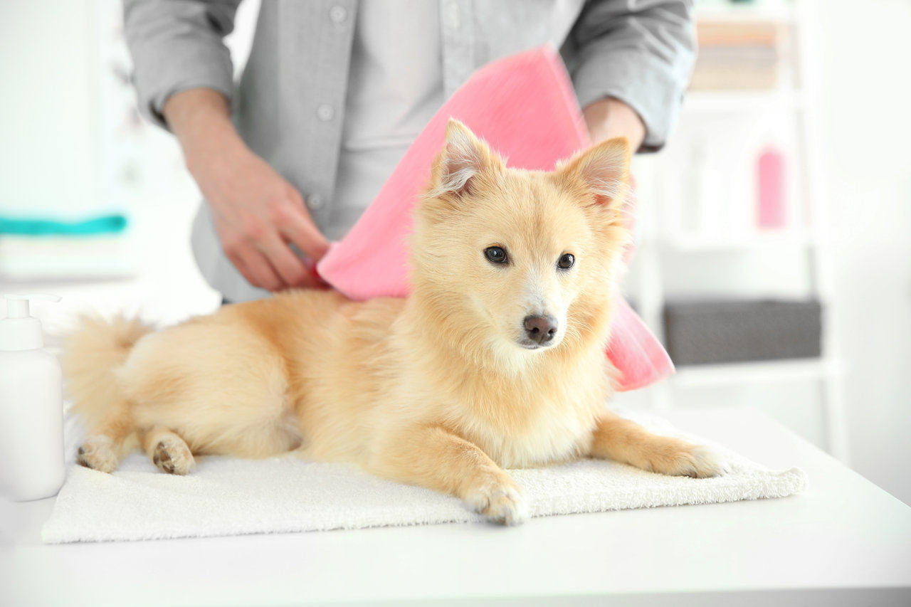 Dog at groomer getting dried off