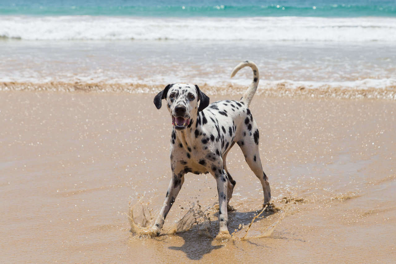 dalmation dog playing in ocean water