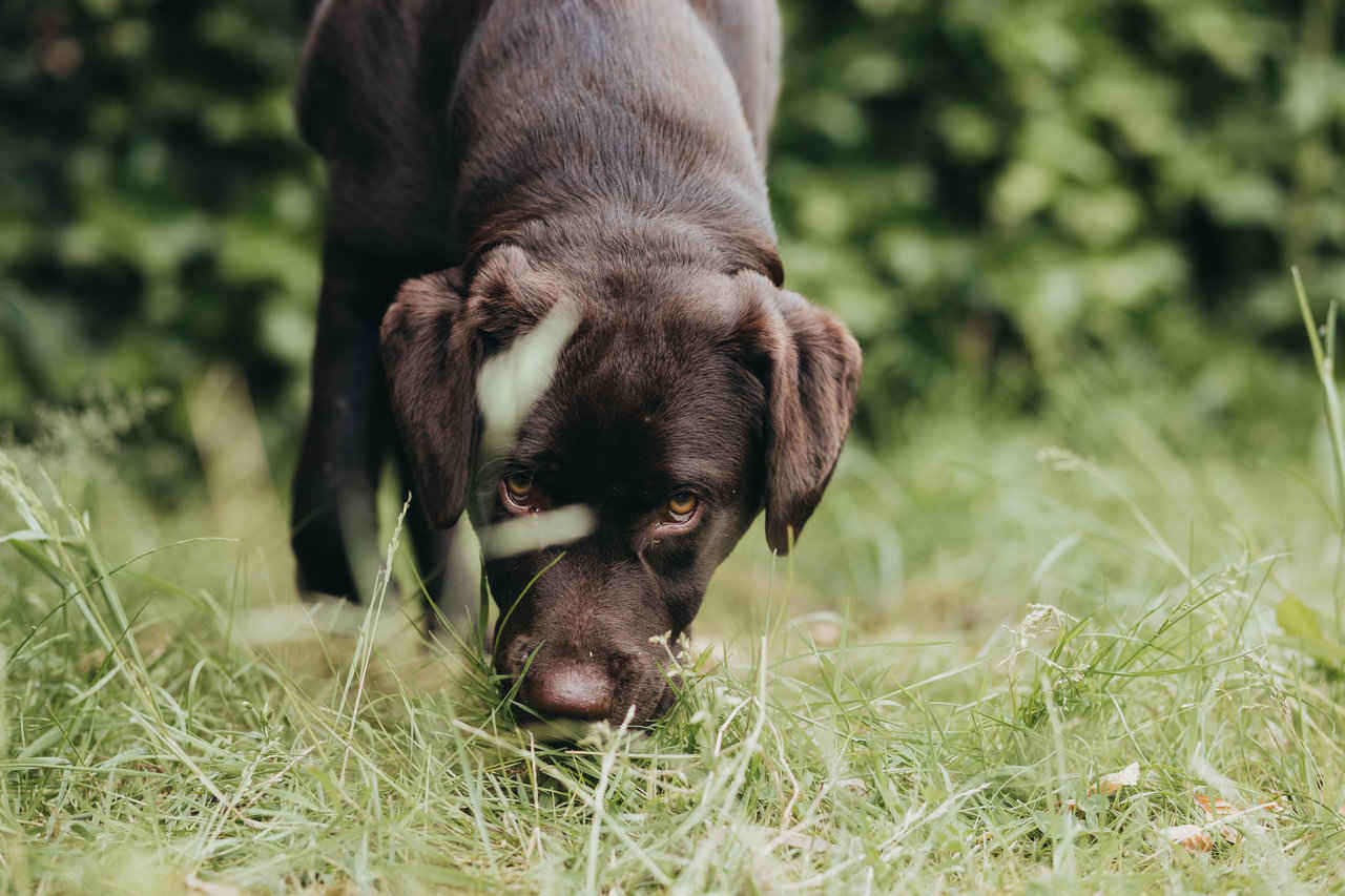 dog eating grass