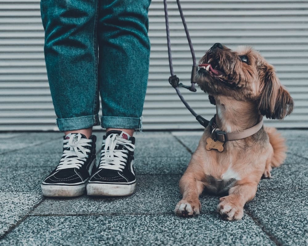 Antidepressants for dogs Antidepressants for dogs
