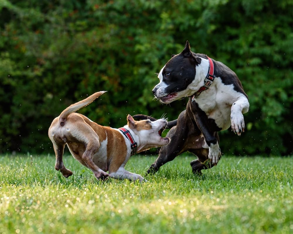 Love bites why dogs bite Love bites why dogs bite