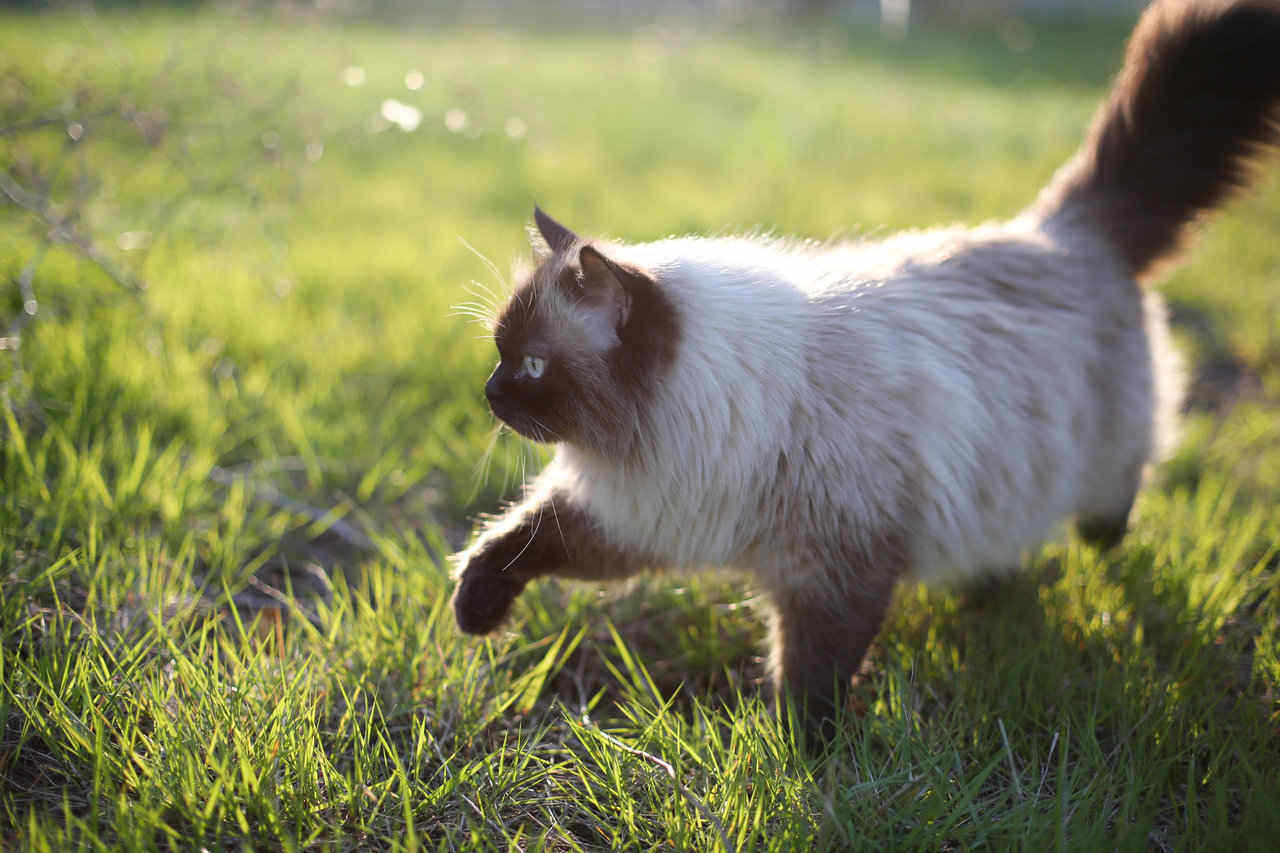 siamese cat in grass during summer